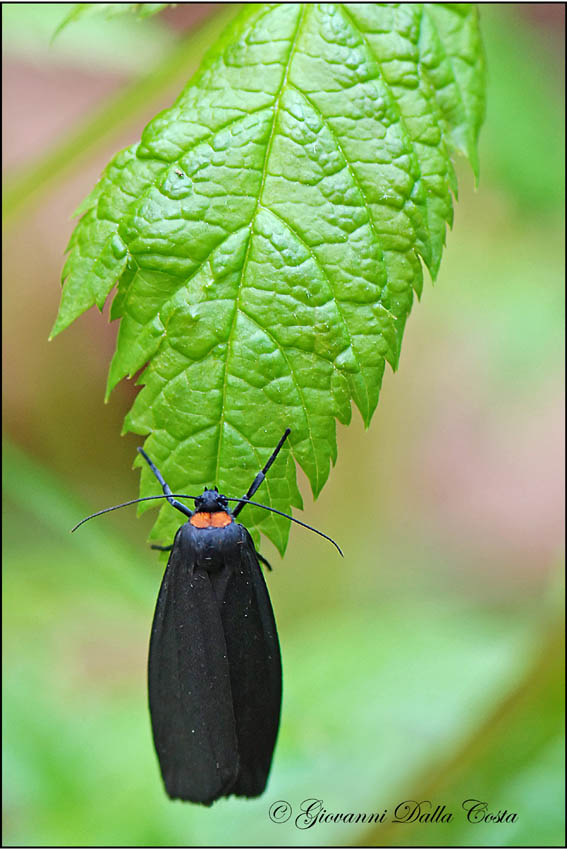 Atolmis rubricollis (Arctiidae)